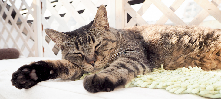 【ついに飼えるかも】猫付きマンションであこがれの猫ライフが実現する！？